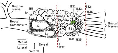 Improvements in operant memory of Aplysia are correlated with age and specific gene expression